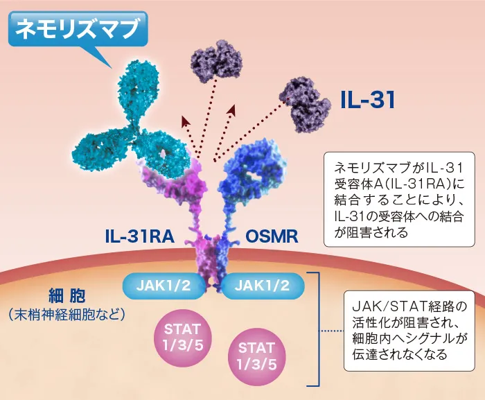 ミチーガの作用機序図