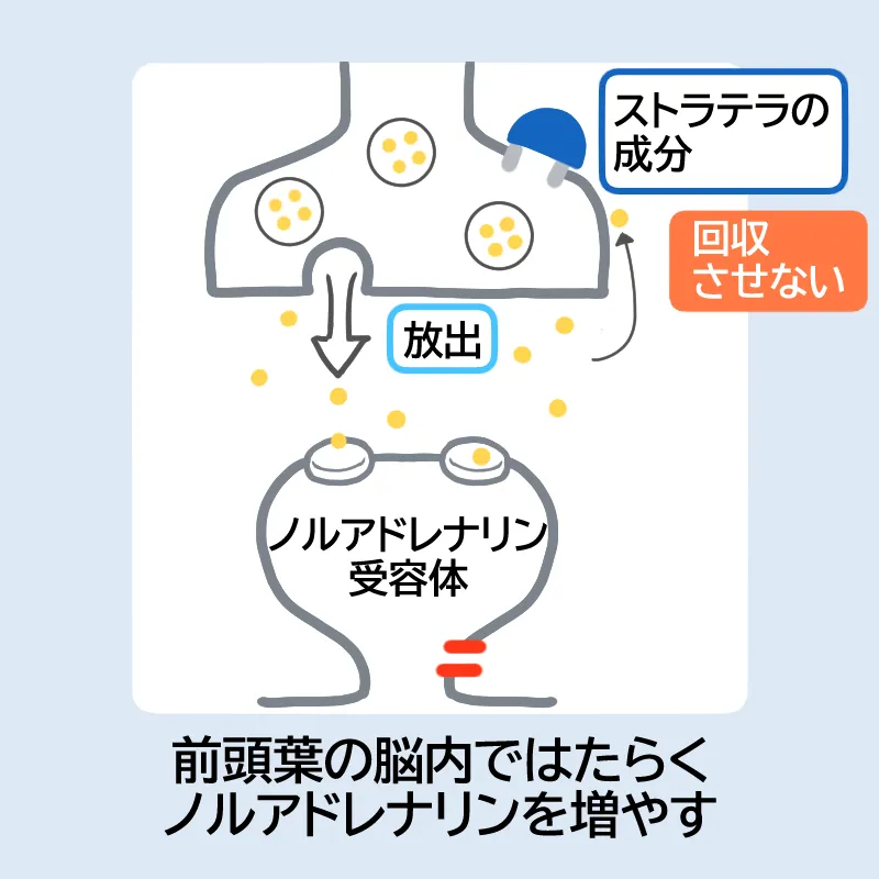 ストラテラの作用機序