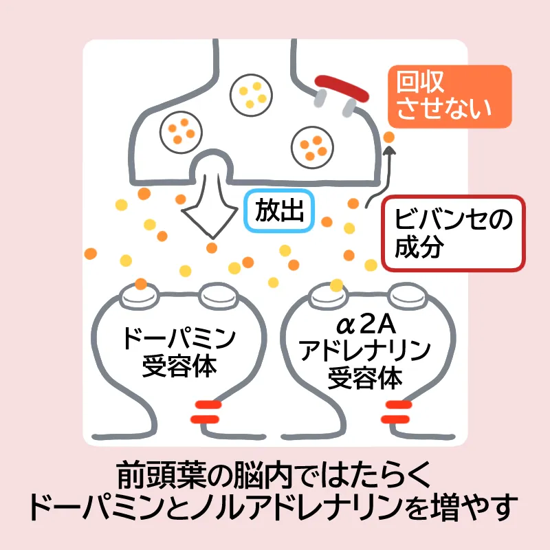 ビバンセの作用機序