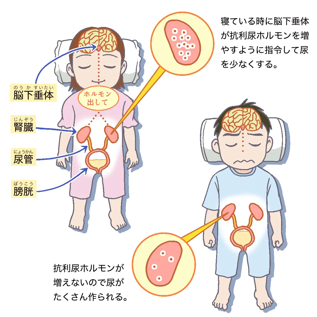 抗利尿ホルモンの働きを説明する図解