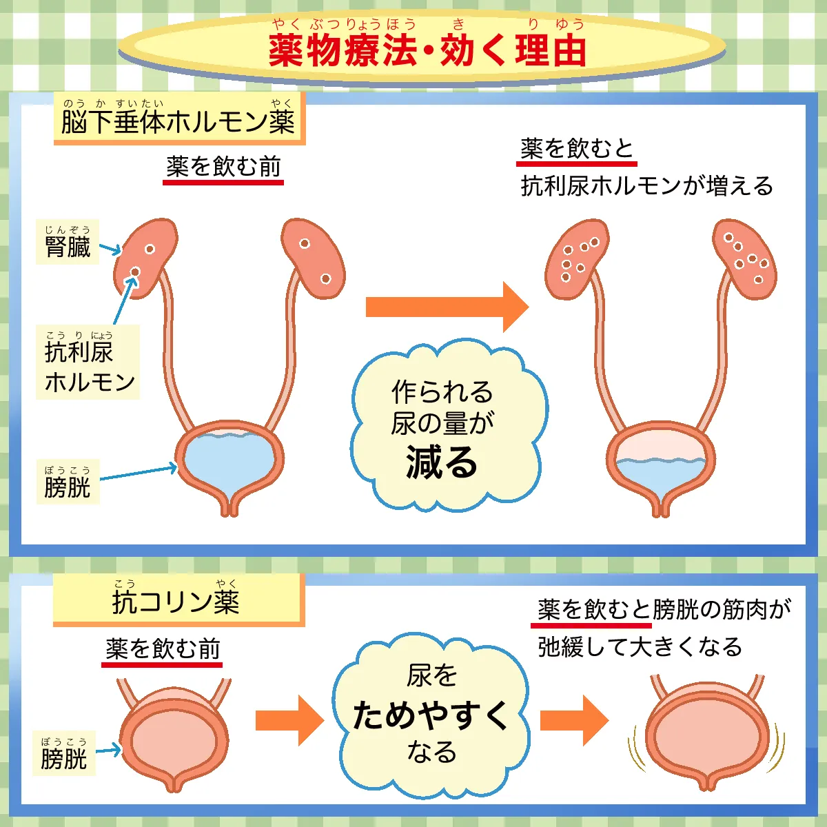 薬物療法の作用機序 - 脳下垂体ホルモン薬と抗コリン薬の働き方の詳細図解