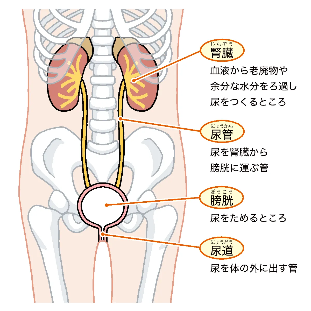 泌尿器系の解剖図 - 腎臓、尿管、膀胱、尿道の位置と役割