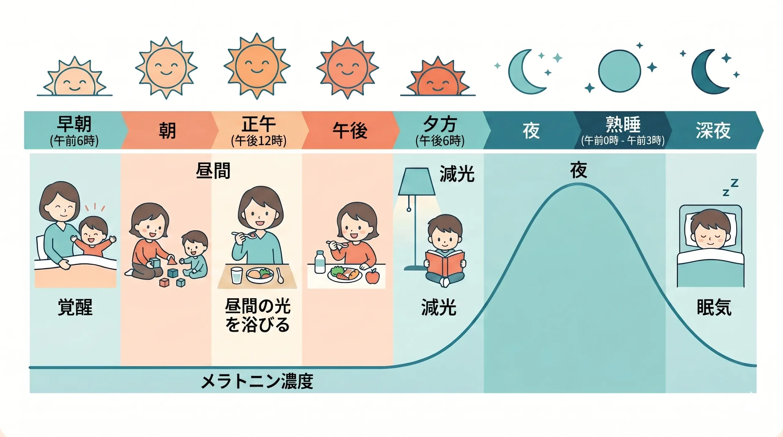 体内時計とメラトニン分泌のリズムをやさしく示した図解イラスト